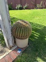 Golden barrel cactus in a cream and brown speckled planter, placed outdoors on grass beside a wooden post and brick edge.