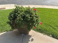 Full view of large green ceramic planter pot with lush green foliage and red flowers, sitting on concrete near grass.