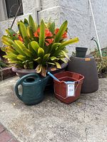 Photo showing Clivia plant with orange flowers in a large round brown pot, next to a green watering can, red bucket, small black pot, and tall brown pot.