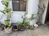 Wide view showing eleven assorted outdoor potted plants arranged on concrete outdoors, with larger decorative and smaller standard pots visible.