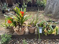 Wide shot of five plant pots arranged on a garden log, showing mixed plant health and different pot materials.