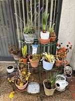 Overall view of green metal half circle tiered plant stand with a large assortment of small pots and plants arranged on and around it. Visible rust on the stand. Includes varying plant conditions.