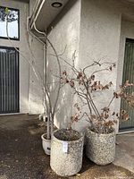 Photo showing two concrete pots with pebble aggregate and a ceramic pot containing a tree, positioned outside against a building wall.