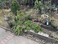 Multiple small plants in various pots placed on ground and raised garden bed in backyard. Some leaves are dry or brown. Wire basket with geraniums is visible. Metal plant stand and birdfeeder present.
