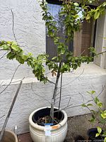 Tall plant in ceramic pot placed outside against a textured wall, showing full plant height and branches with leaves