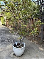 Full view showing tree growing in white glazed ceramic pot with embossed leaf pattern.