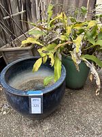 Both pots shown side by side outdoors on gravel with some plant debris.