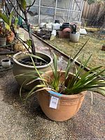 Two large glazed clay pots with plants arranged outside on paved ground with a garden background