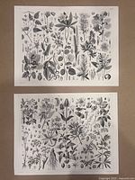 Photo of both antique 1849 black and white botanical prints side by side on beige background.