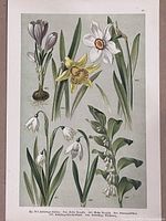 Detailed view of botanical print with spring crocus, daffodil, snowdrop, and lily of the valley illustrations with identification numbers.
