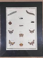 First plate showing various moth species and caterpillars with annotations, mounted on black matte and shrink wrapped.