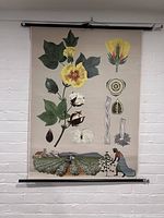 Full view of the large vintage canvas poster showing the cotton plant botanical diagram with flower, leaf, seed pod, and field illustration.