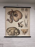 Front view of the vintage poster showing anatomical illustrations of internal vertebrate structures on beige canvas with black wooden rods at top and bottom.