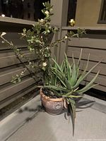 Large candelabra aloe plant with adjacent variegated leafy plant in rustic ceramic pot on balcony floor at night.