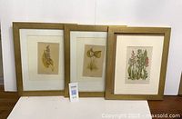 Three vintage botanical prints framed in matching gold-colored frames with ivory mattes, displayed side by side.