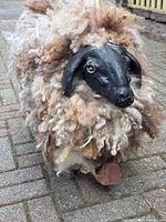 Close-up of the larger sheep figure showcasing curly brown and white wool and black wooden head with bell on wooden legs.