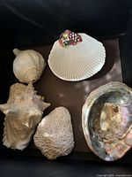 Four natural shells and one ceramic scallop shell dish with fruit decoration arranged in a box