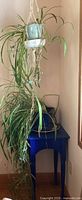 Full view of two spider plants; one hanging in white ceramic pot with macramé, one on blue table below.