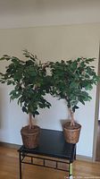 Full view of two artificial Ficus trees standing next to each other on a black table against a cream wall.