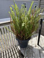 Full view of the potted Boston fern showing green and dry fronds in a dark gray textured plastic planter on an outdoor surface.