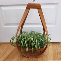 Frontal view of the bentwood hanging planter holding the potted spider plant on a wooden floor in front of a white door.