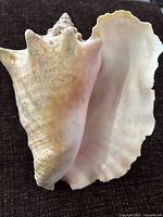 Photo showing the conch shell with focus on the smooth pink interior and wide flared lip.