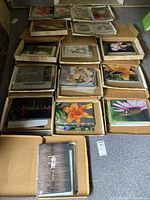 Overview of nine cardboard boxes filled with loose photography prints showing flowers, wildlife and landmarks
