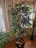 Full view of the approximately 67-inch tall fuzzy fig tree in a black ceramic planter, placed indoors near windows and curtains.