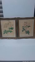 Two framed antique botanical flower paintings side by side, showing white flowers with green leaves on beige paper in ornate gold frames.