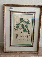 Framed botanical print front view showing detailed illustration of Populus branches, leaves, and insects with ornate gold frame and multiple mats.