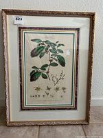 Front view of original vintage framed botanical print depicting the Hamamelis plant, including leaves, flowers, and seed pods, with ornate gold frame and matted border.
