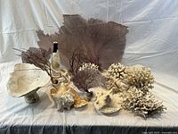 Collection of assorted sea shells and coral pieces displayed on white cloth background.