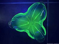Top view under UV light showing bright green fluorescence and abstract butterfly-like form.
