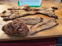 Five antique mink fur pieces laid out on a wooden table, including four coat collars, a fur stole, and a round fur hat.