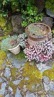 Two terracotta planters on stone ground with moss and assorted succulent plants, detailed close-up of texture and plant arrangements.