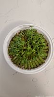 Top view showing green fleshy paddle-shaped succulent leaves in rosette pattern in white pot with gravel and soil.