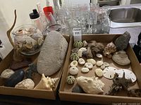 Overview of shell collection showing sand dollars, conch shells, coral pieces, a glass bowl with smaller shells, and driftwood pieces on wood bases.