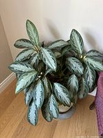 Overall view of Aglaonema plant showing variegated leaves, multiple stems, beige pot, and gray saucer.