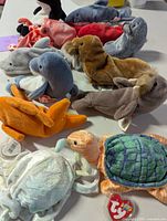 12 assorted TY Beanie Babies sea life animals including a turtle, octopus, crab, dolphin, walrus, and others showing their shapes and tags.