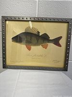 Framed fish print showing detailed illustration of Perca fluviatilis L fish in a decorative studded grey frame.
