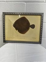 Front view of the framed fish print depicting Rhombus Maximus L, enclosed in a riveted metal frame.