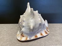 Front view of large Queen Helmet conch shell showing textured spikes, beige and brown coloring on ridges.