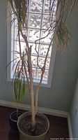 Tall indoor plant with a light-colored bare trunk and long narrow leaves in a cream-colored resin pot