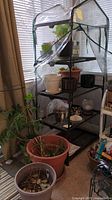 Front view of portable greenhouse with clear plastic cover partially open showing shelves with plant pots and live plants inside, and larger pots and tall plant outside the greenhouse.