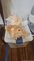 Photo showing two large conch shells placed on top of a plastic container, one with a rough tan exterior and some damage.