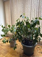 Two living plants in plastic pots placed on a wooden parquet floor, with vertical blinds in the background.