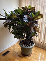 Full view of the large Croton plant with thick, multicolored variegated leaves in green plastic pot on wheeled plant caddy.