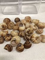Group of roughly 33 striped snail shells spread on table