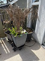 Three plant pots with grey wicker-style texture on rollers, two planted with various plants, placed on a deck near a door, showing condition and contents.