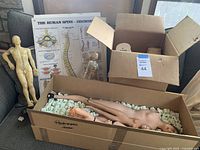 Boxes containing mannequin parts including torso and limbs packed with packing peanuts, a beige anatomical statue, and stacked anatomy posters leaning behind.
